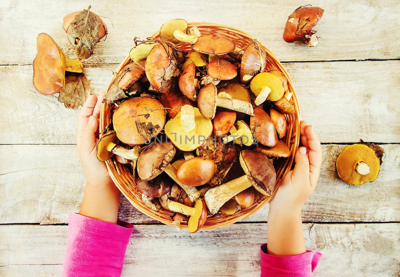 Forest mushrooms in the hands of a child. Selective focus. by yanadjana