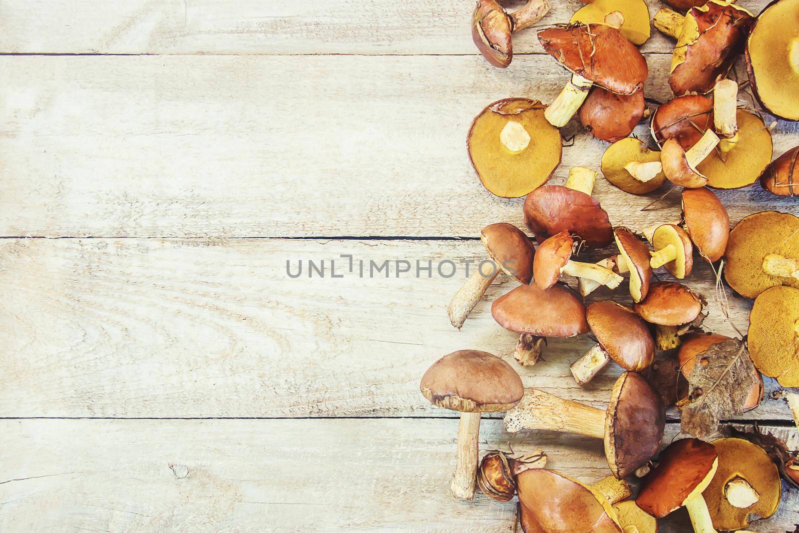 Forest mushrooms in the hands of a child. Selective focus. nature.