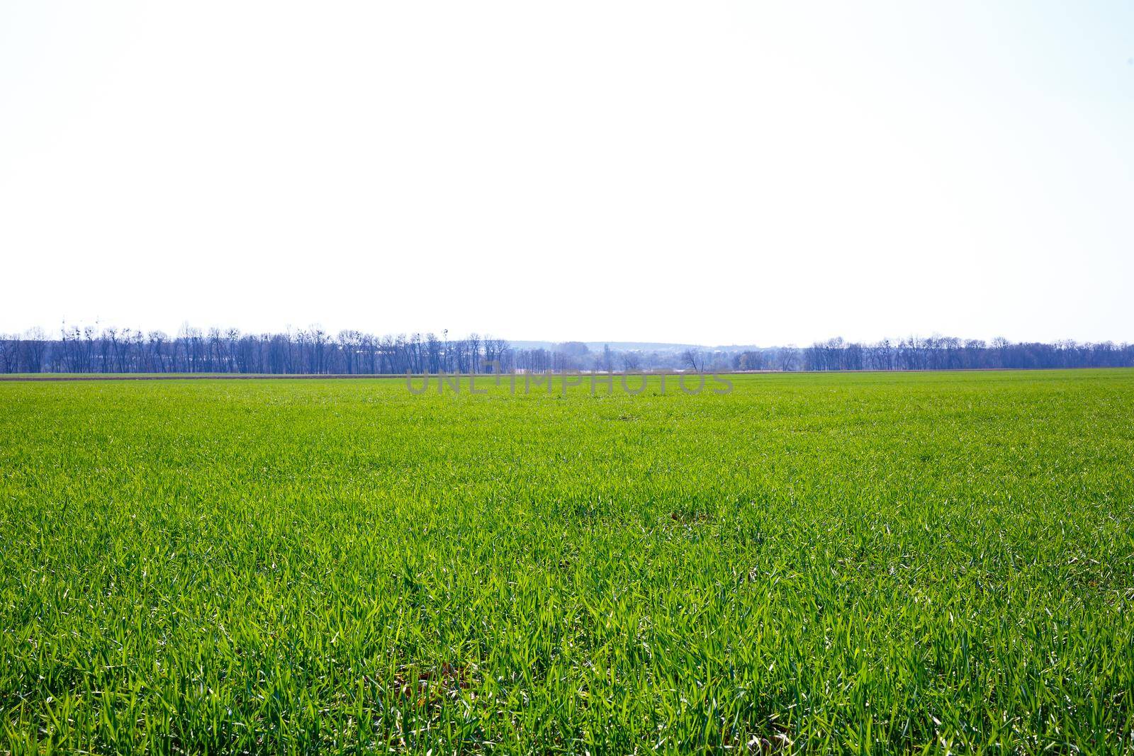 A green field on which grass grows. Agricultural landscape in the summer