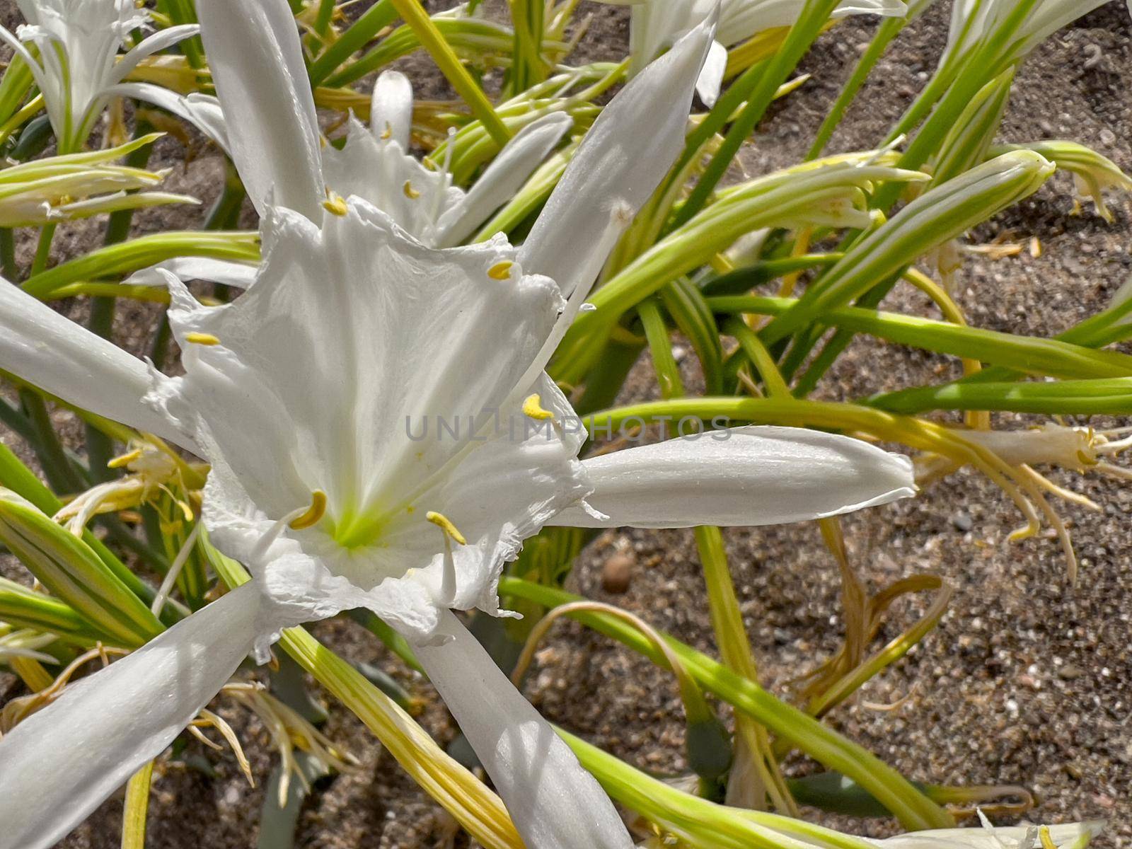 Sand lily or Sea daffodil closeup view. Pancratium maritimum, wild plant blooming, white flower, sandy beach background. Selective focus by Sonat