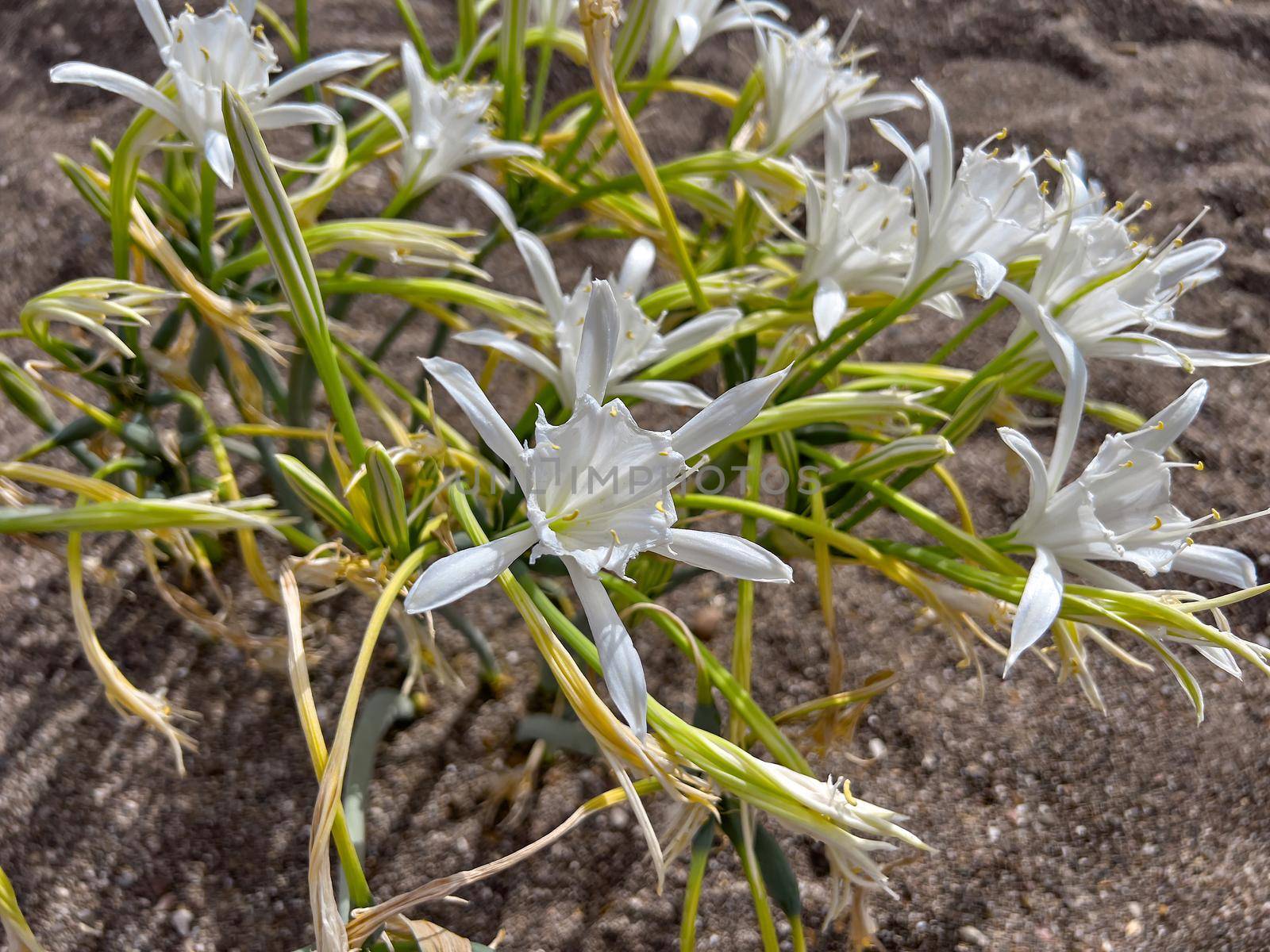 Sand lily or Sea daffodil closeup view. Pancratium maritimum, wild plant blooming, white flower, sandy beach background. Selective focus