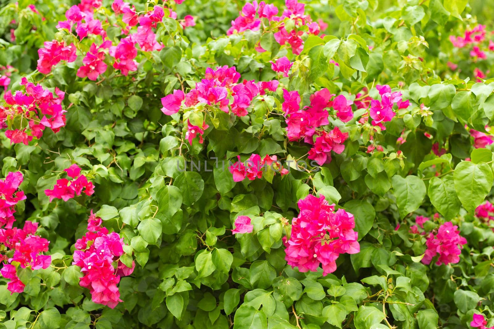 Blooming bougainvillea background. Vivid pink flowers. by AnaBabii