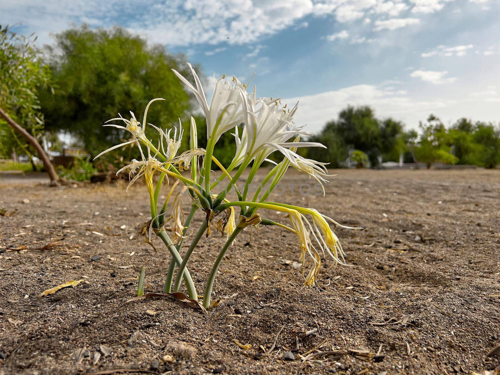 Sand lily or Sea daffodil closeup view. Pancratium maritimum, wild plant blooming, white flower, sandy beach background.