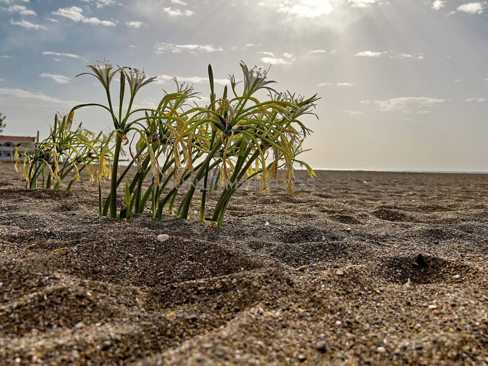 Sand lily or Sea daffodil closeup view. Pancratium maritimum, wild plant blooming, white flower, sandy beach background. Selective focus by Sonat