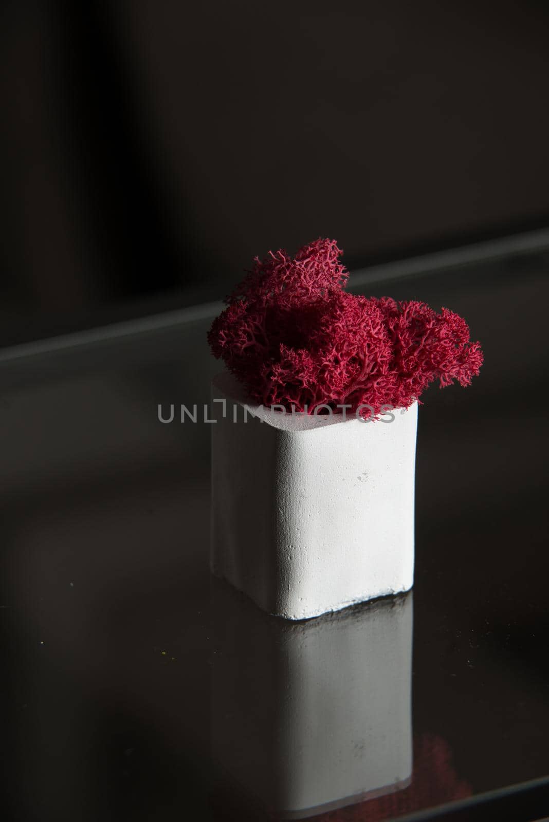 claret moss in a white concrete pot by Ashtray25