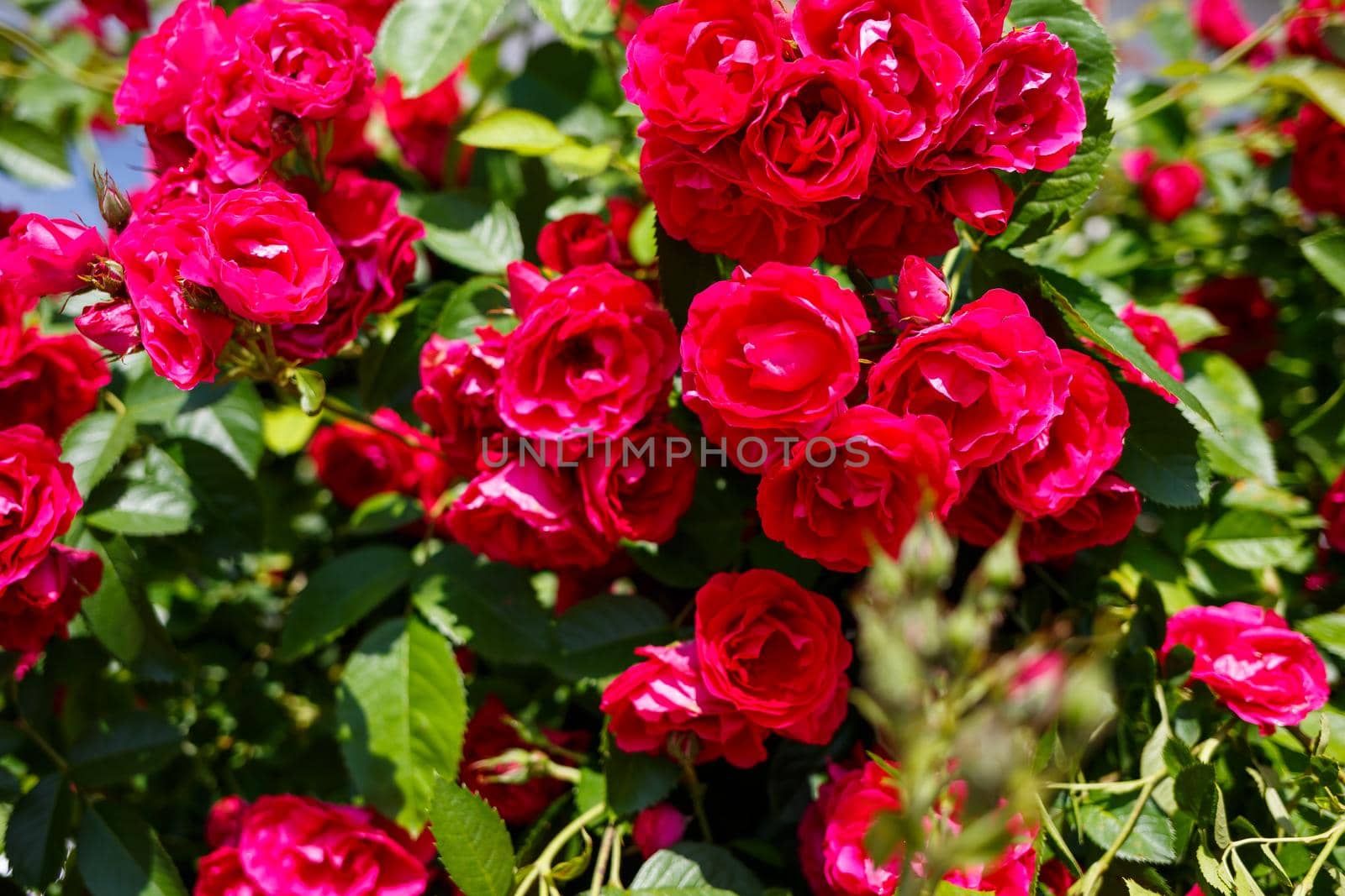 blooming bush of pink roses on a sunny day by Dmitrytph