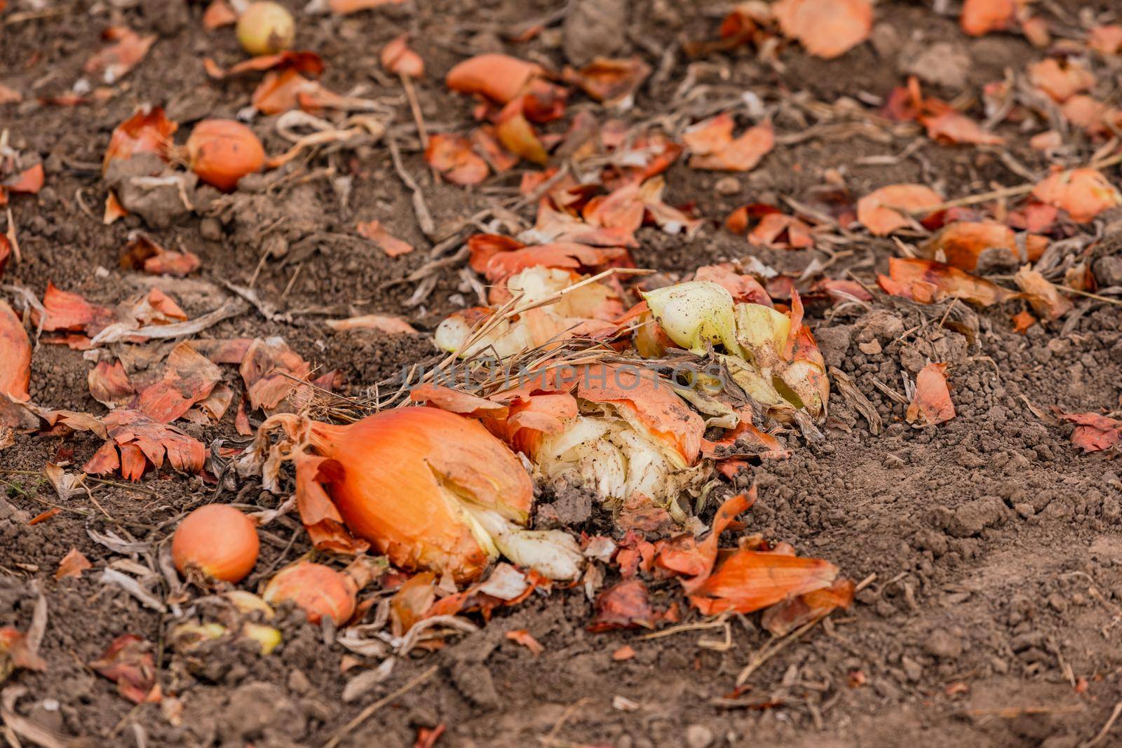 Damaged onions during onion picking in a field after harvest in autumn