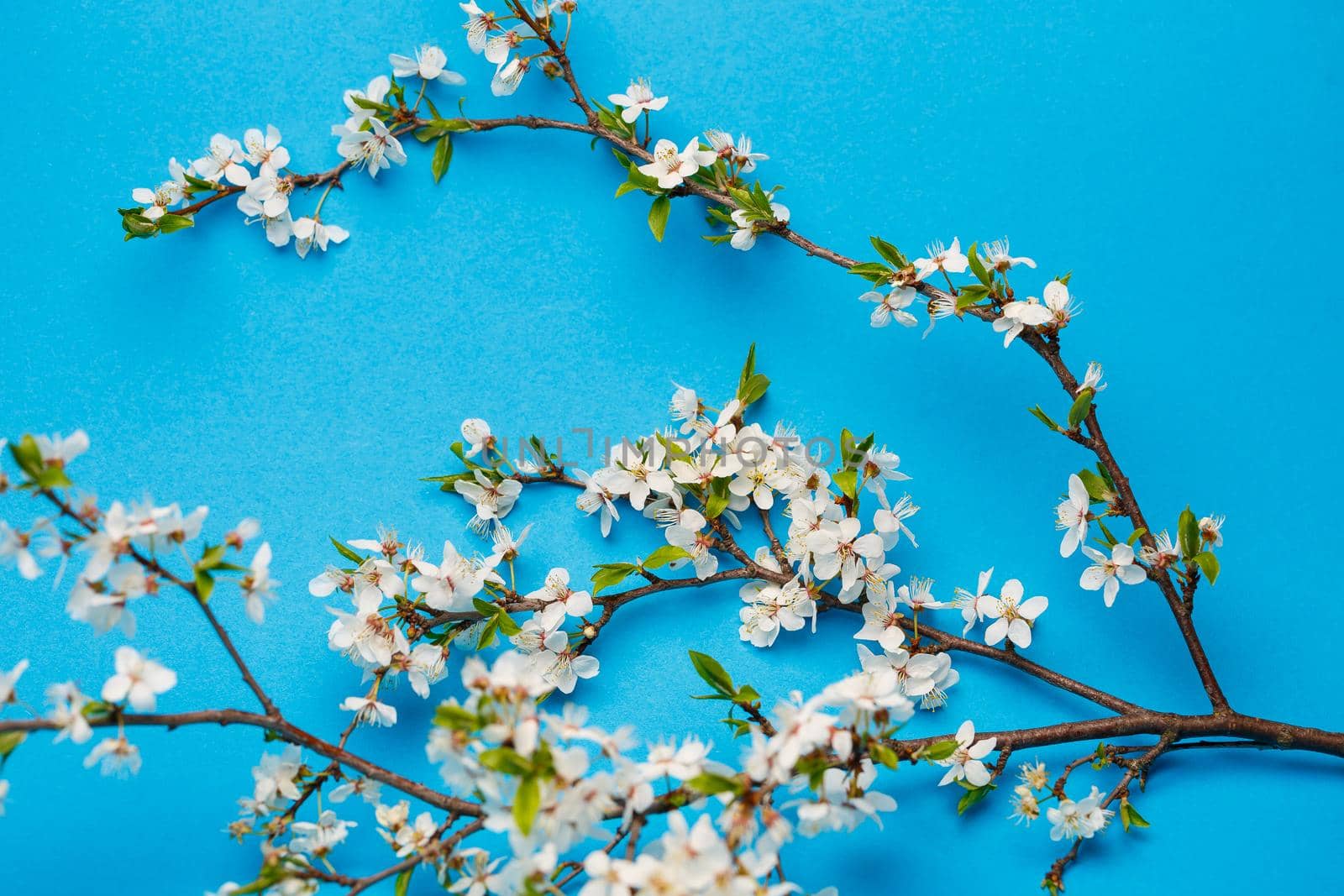 flowering branch with white flowering on a blue background, a place for text