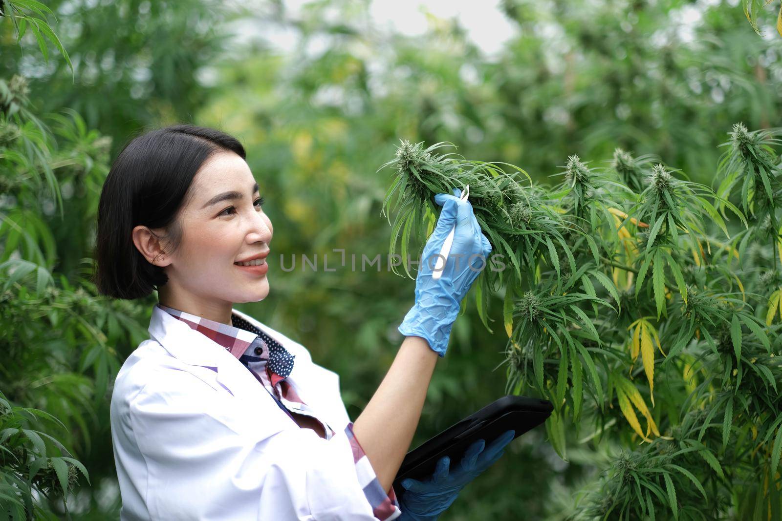 A scientist examines cannabis with a tablet in his hands. Medical research of marijuana leaves plants. by wichayada