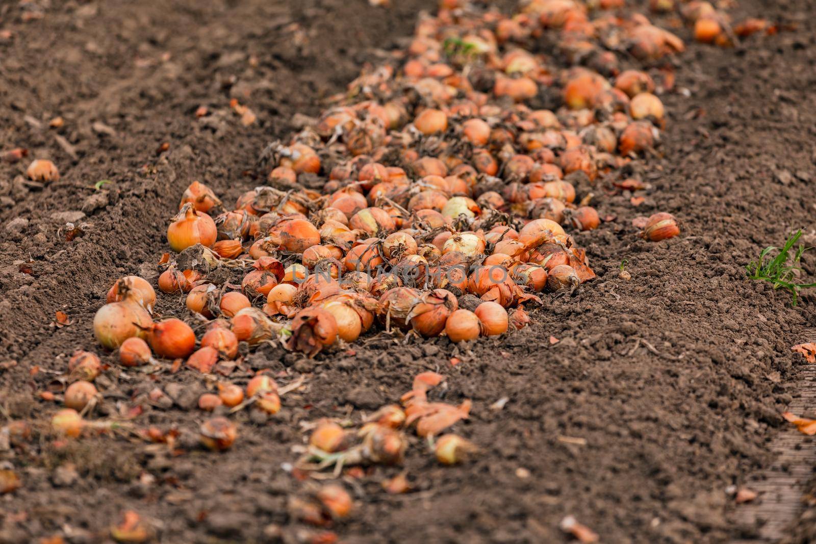 Onions in an onion field are lined up to be collected, Europe