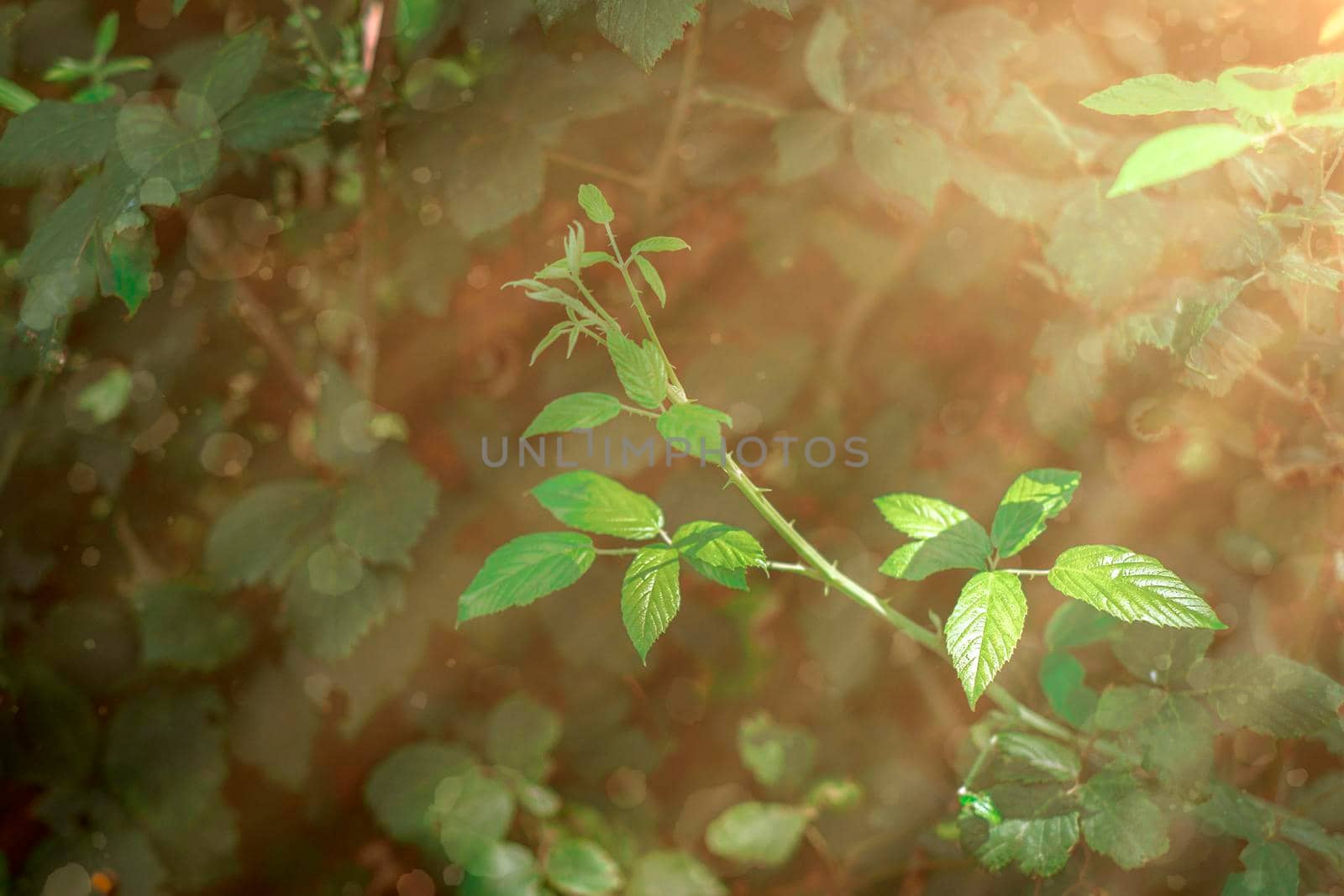 Green leaves on branch on green background with yellow sun light effect.