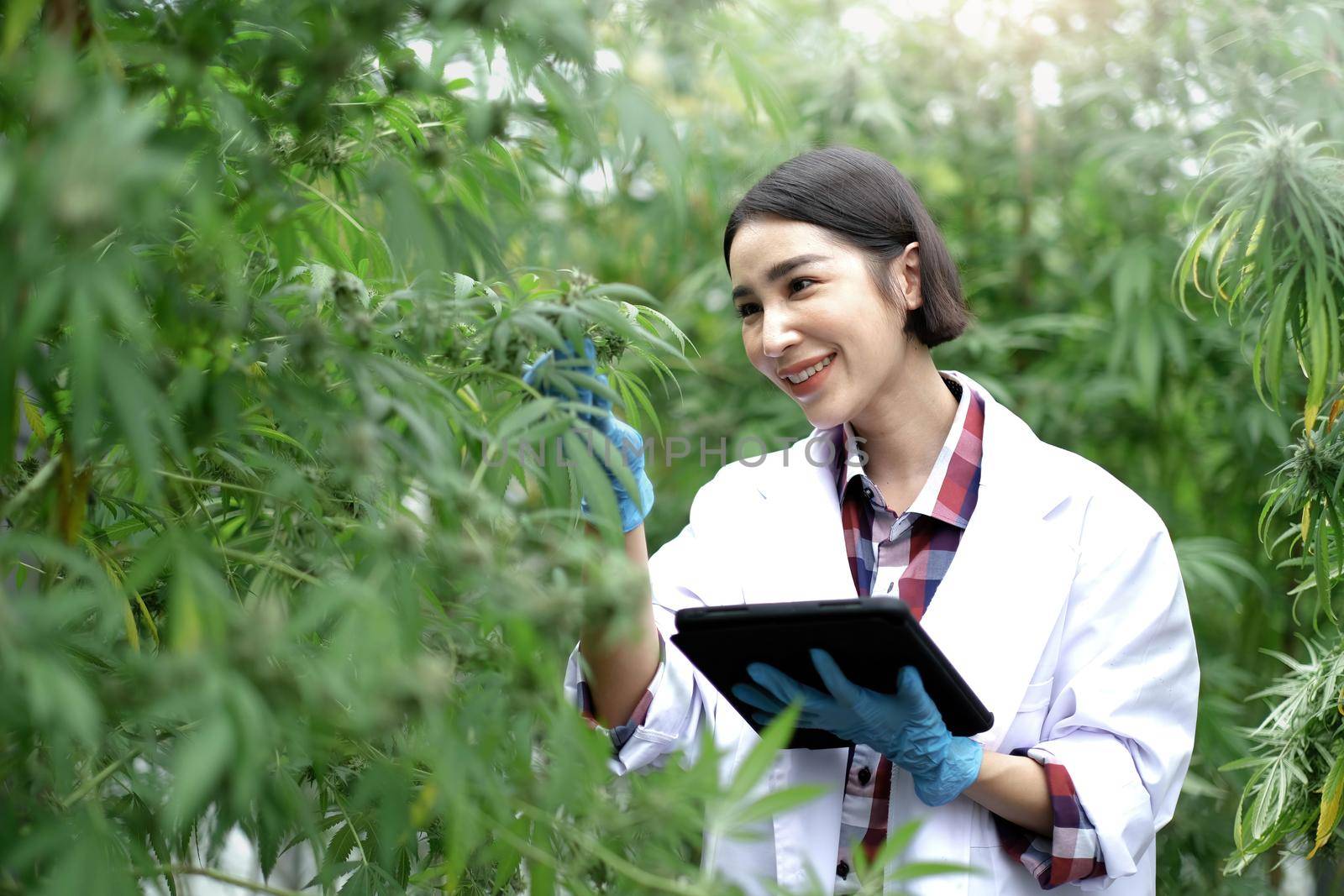 A scientist examines cannabis with a tablet in his hands. Medical research of marijuana leaves plants. by wichayada