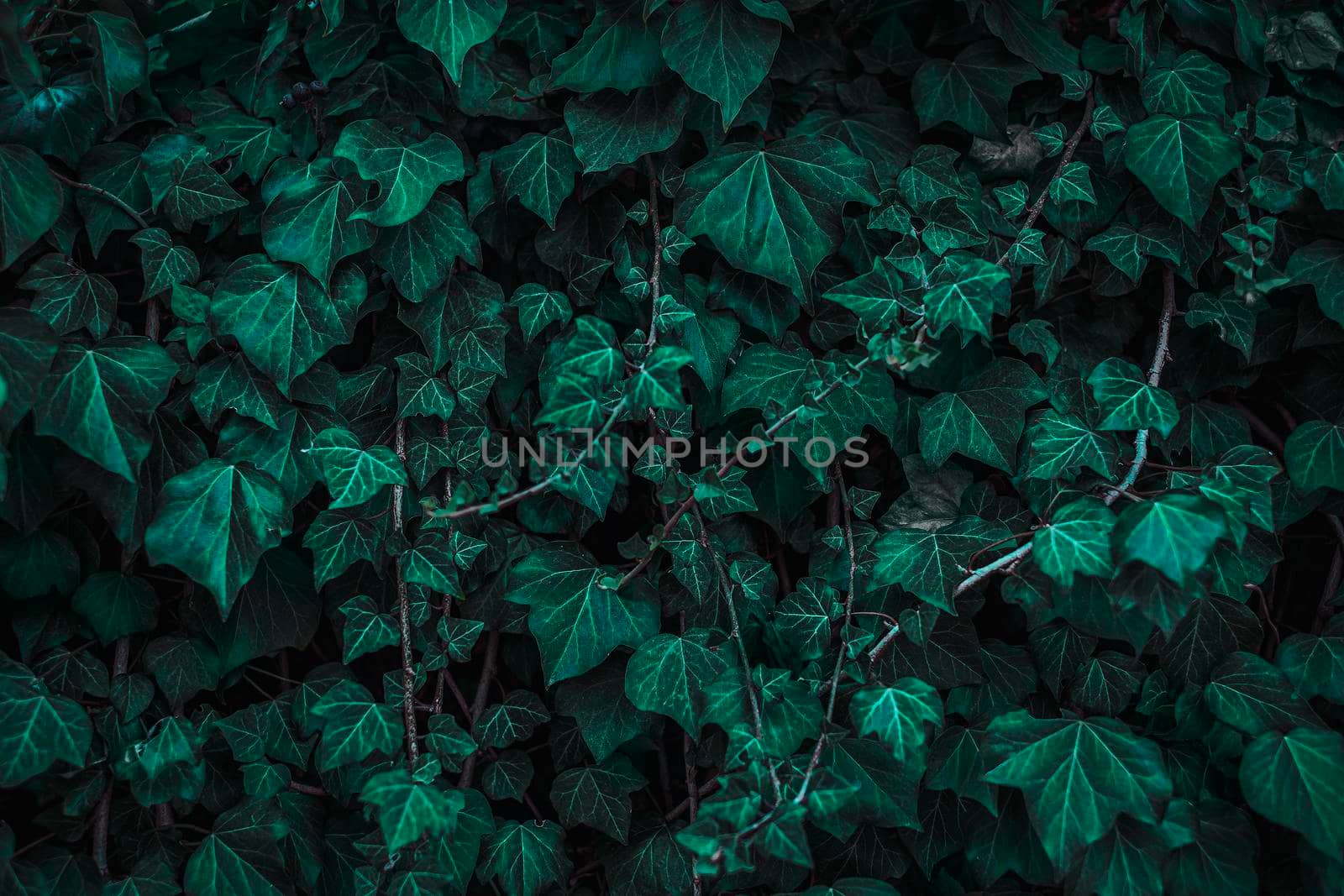 Dark green leaves pattern background, Natural backgroun, wallpaper.