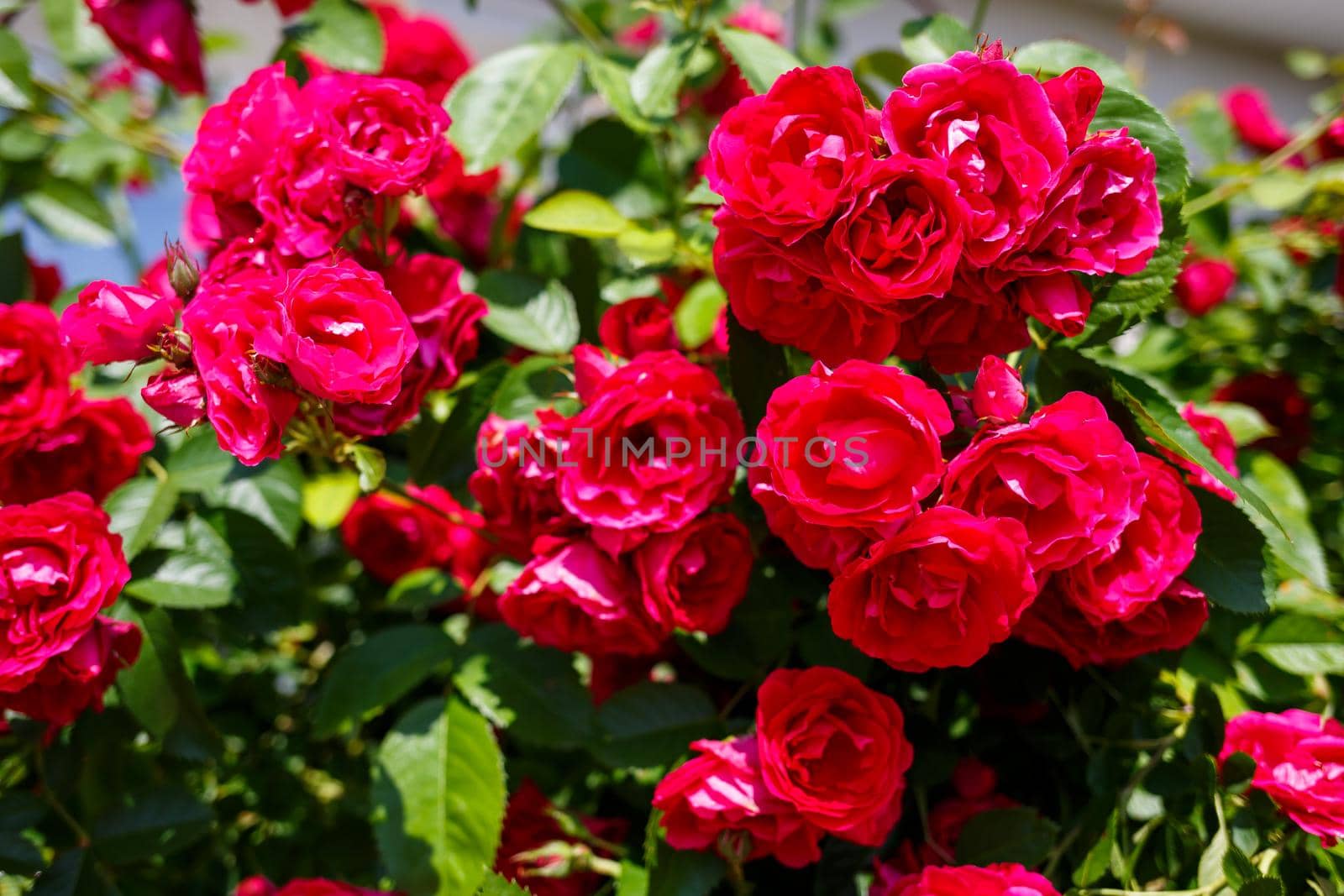 blooming bush of pink roses on a sunny day