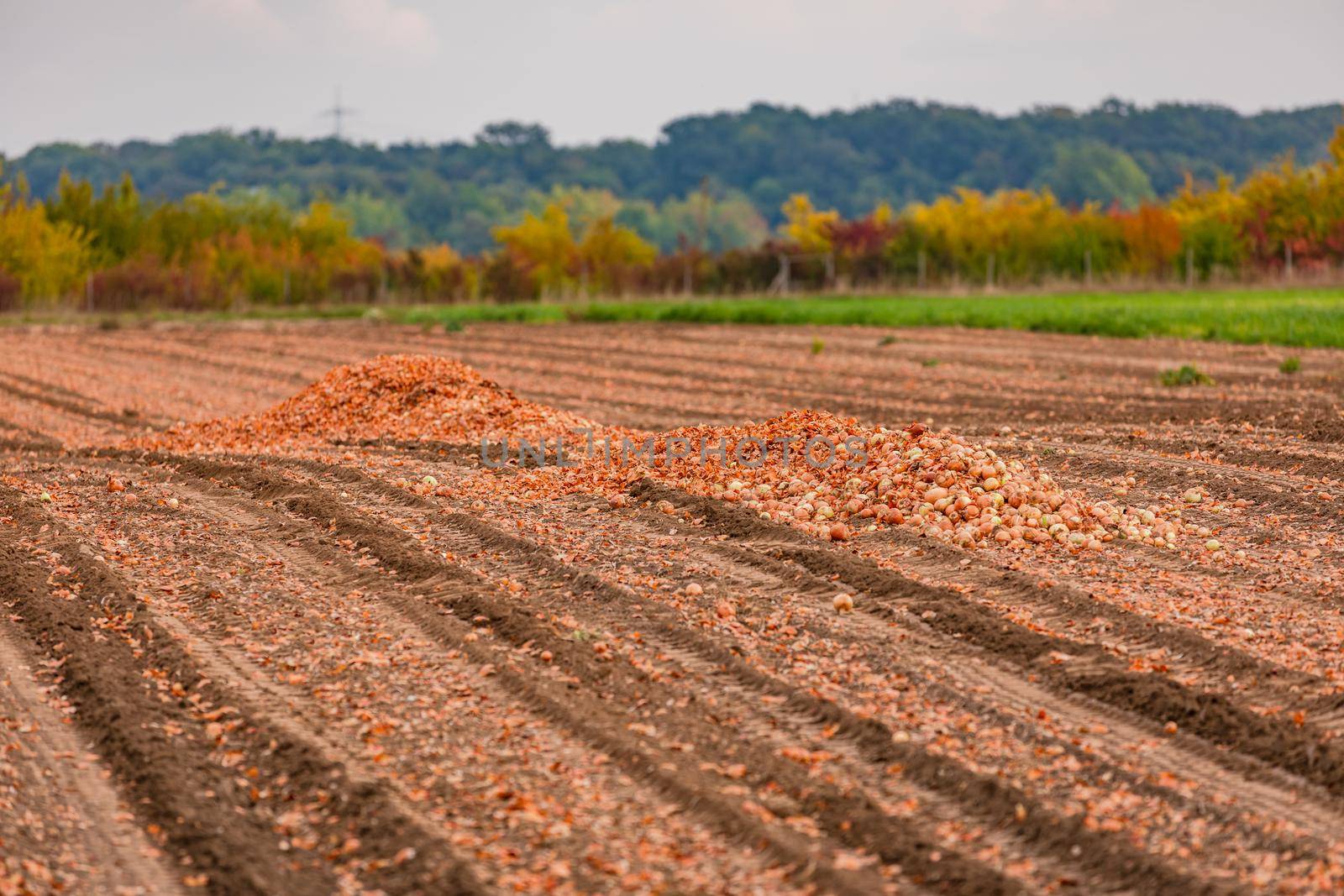 A bunch of onions being harvested in the onion field in autumn, Germany