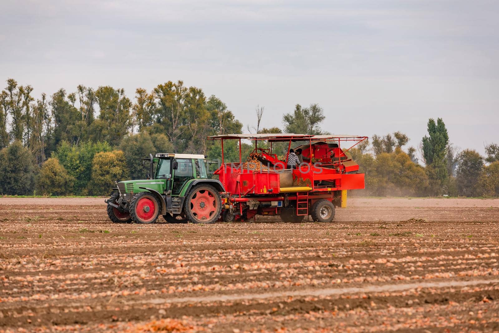 A green tractor harvesting onions with a trailer in an onion field in autumn, Germany