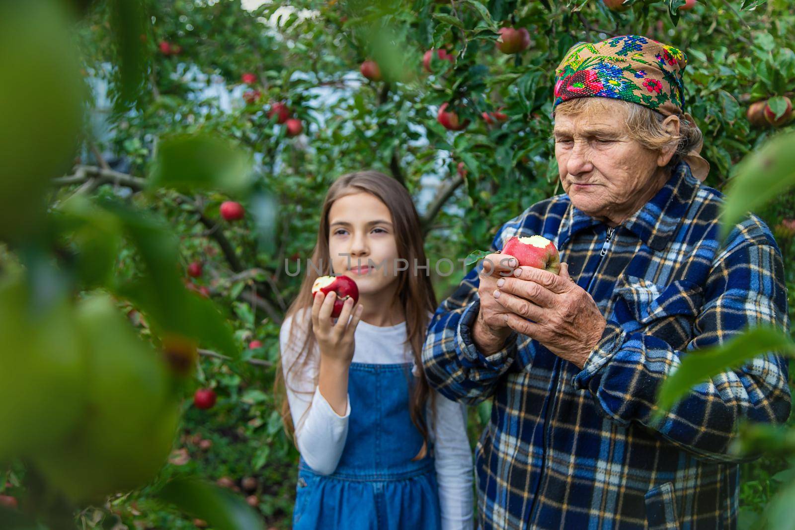 Child and grandmother harvest apples in the garden. Selective focus. Kid.