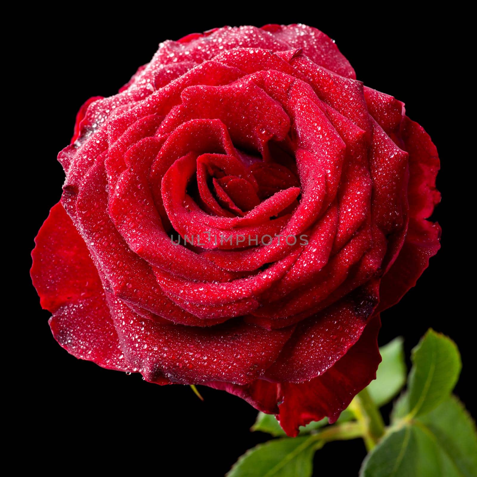 Square shot of bright red rose against black background