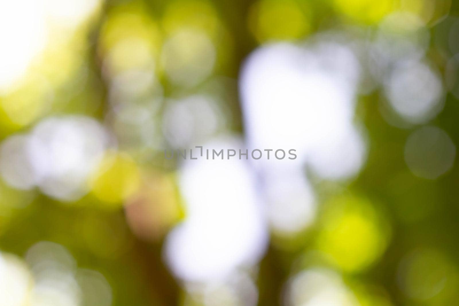 Abstract background. Bokeh in the background. Green color. by Verrone