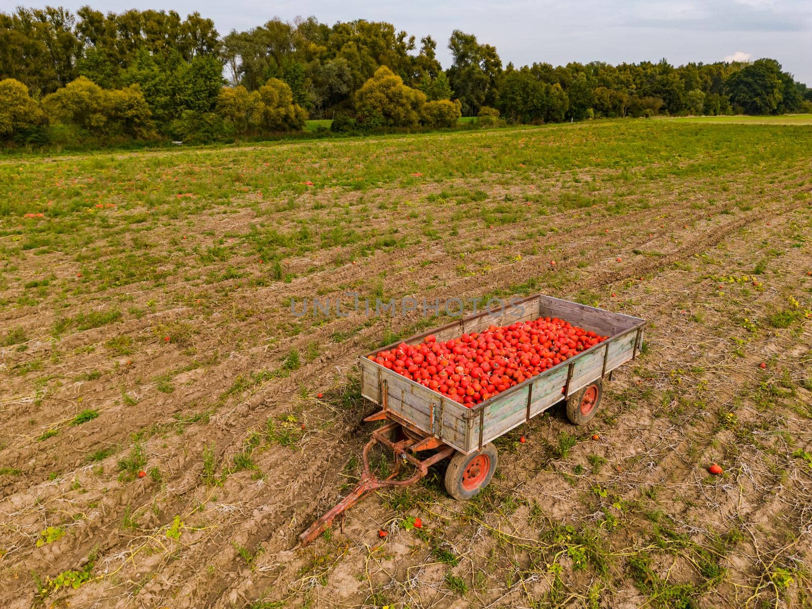 An agricultural trailer in a field full of hokkaido seen from the side from the air