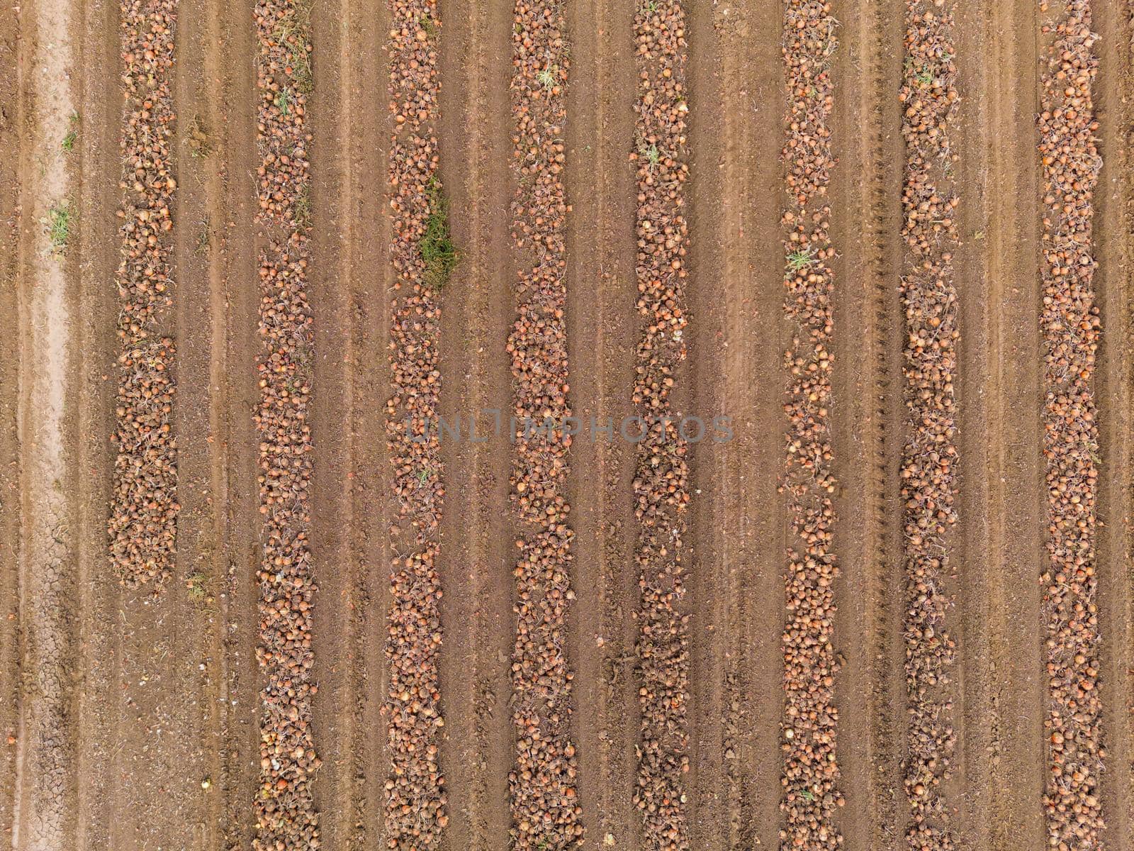 Lines and patterns on an onion field with onions at harvest as an aerial view