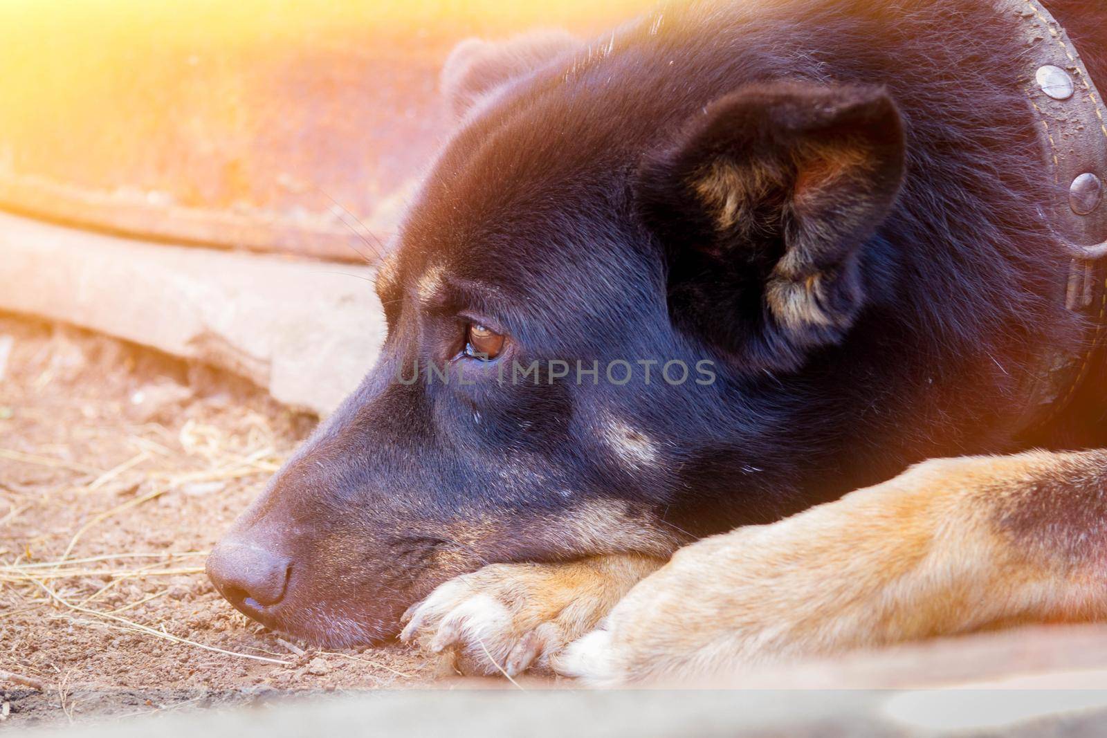 The black dog guards the house. The dog guards the owner's property.  by Verrone