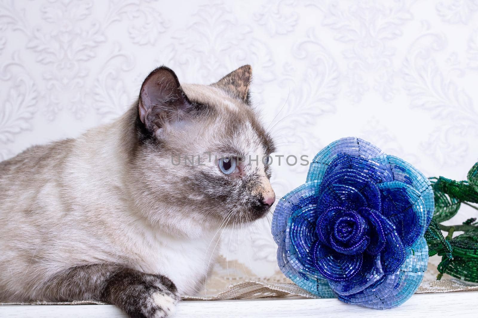 Beautiful gray cat sniffing a blue flower close up