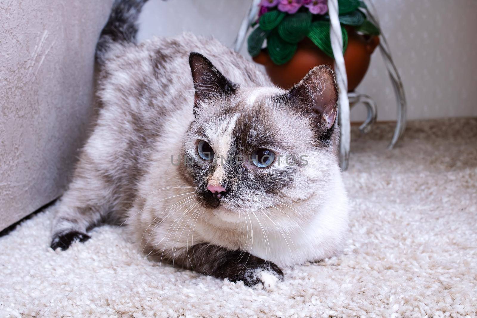 A gray cat lies on a gray fluffy carpet close up