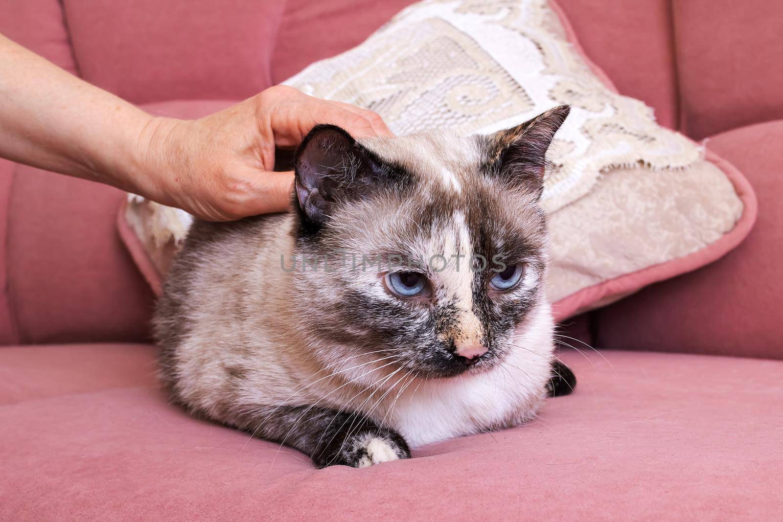 White cat lying on a pink sofa close up