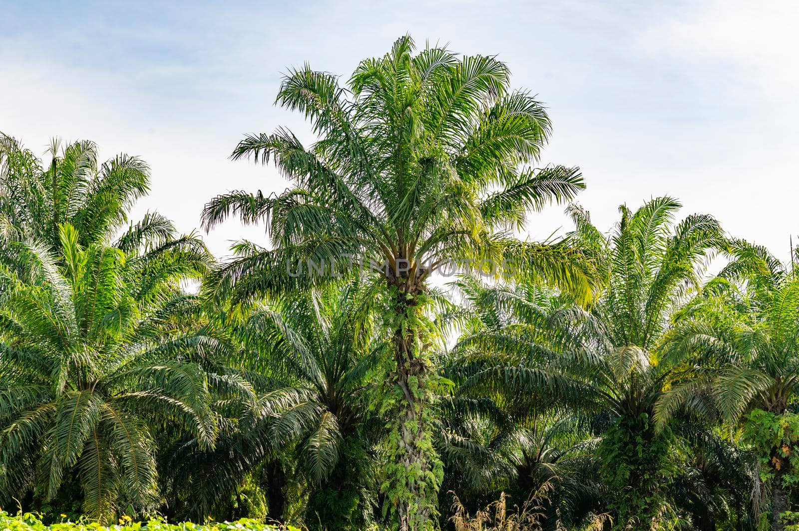 oil palm plantation Lined palm trees in Krabi, Thailand by sarayut_thaneerat