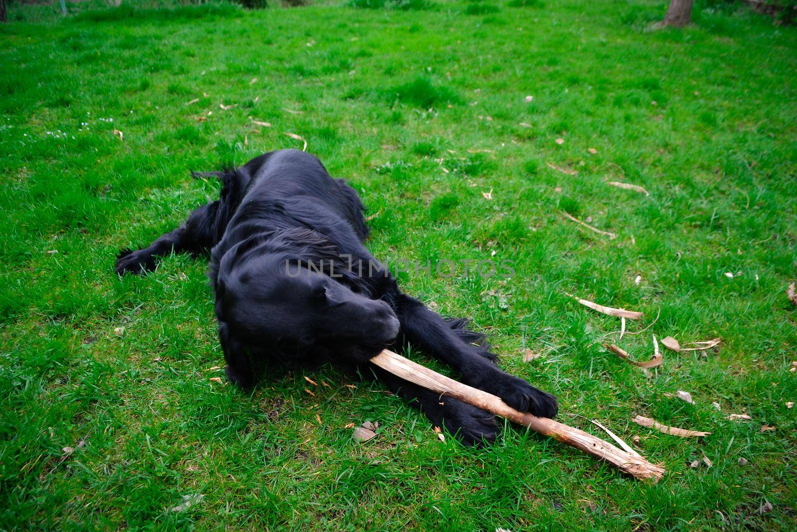 Flat Coated Retriever playing and biting stick on green grass. High quality photo
