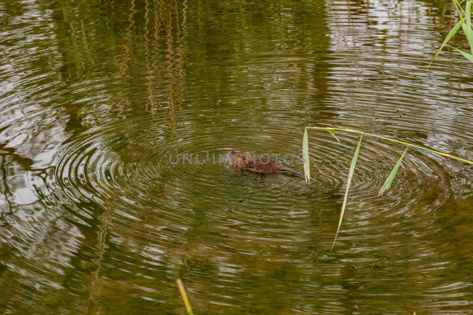A coypu swims in a wetland with its back and tail visible