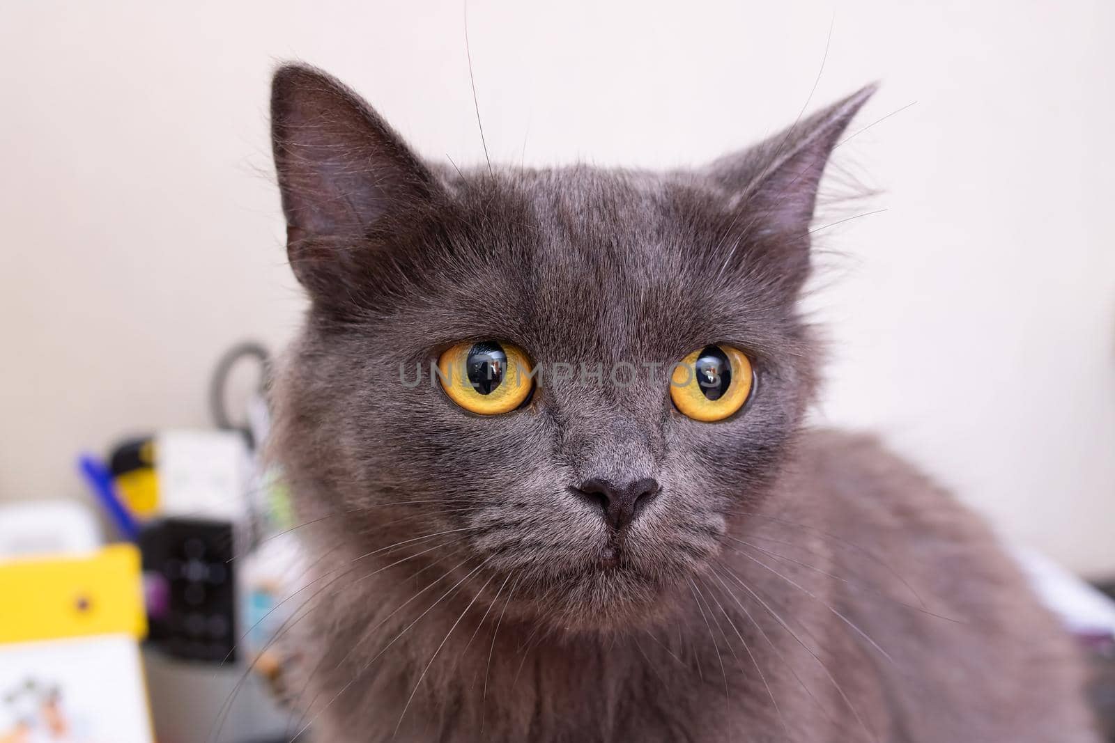 Gray cat with yellow eyes close up portrait