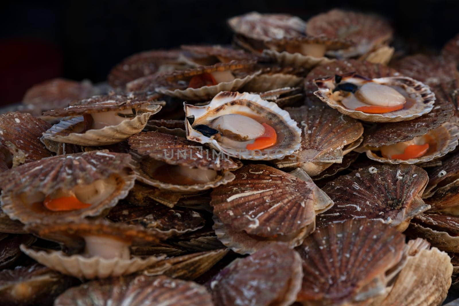 Fresh french scallops on a seafood market at Dieppe France