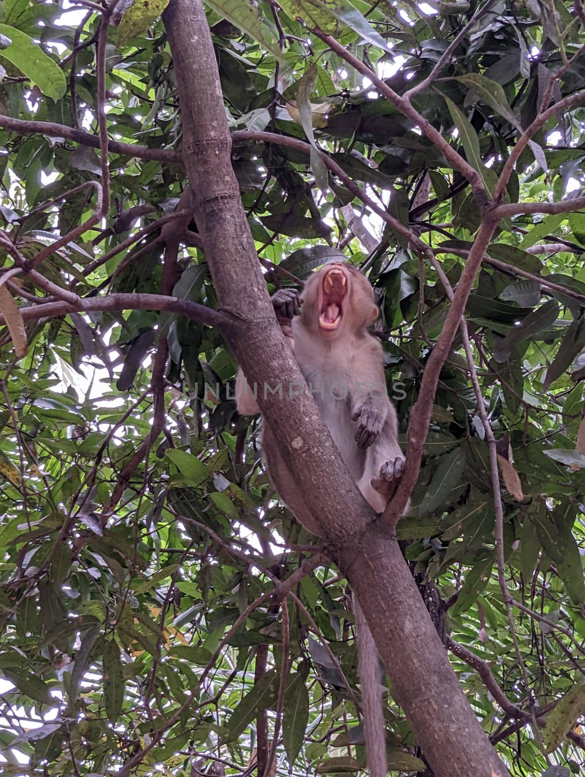 Monkey sitting on a tree and yawning.View of a brown monkey in the midday yawning