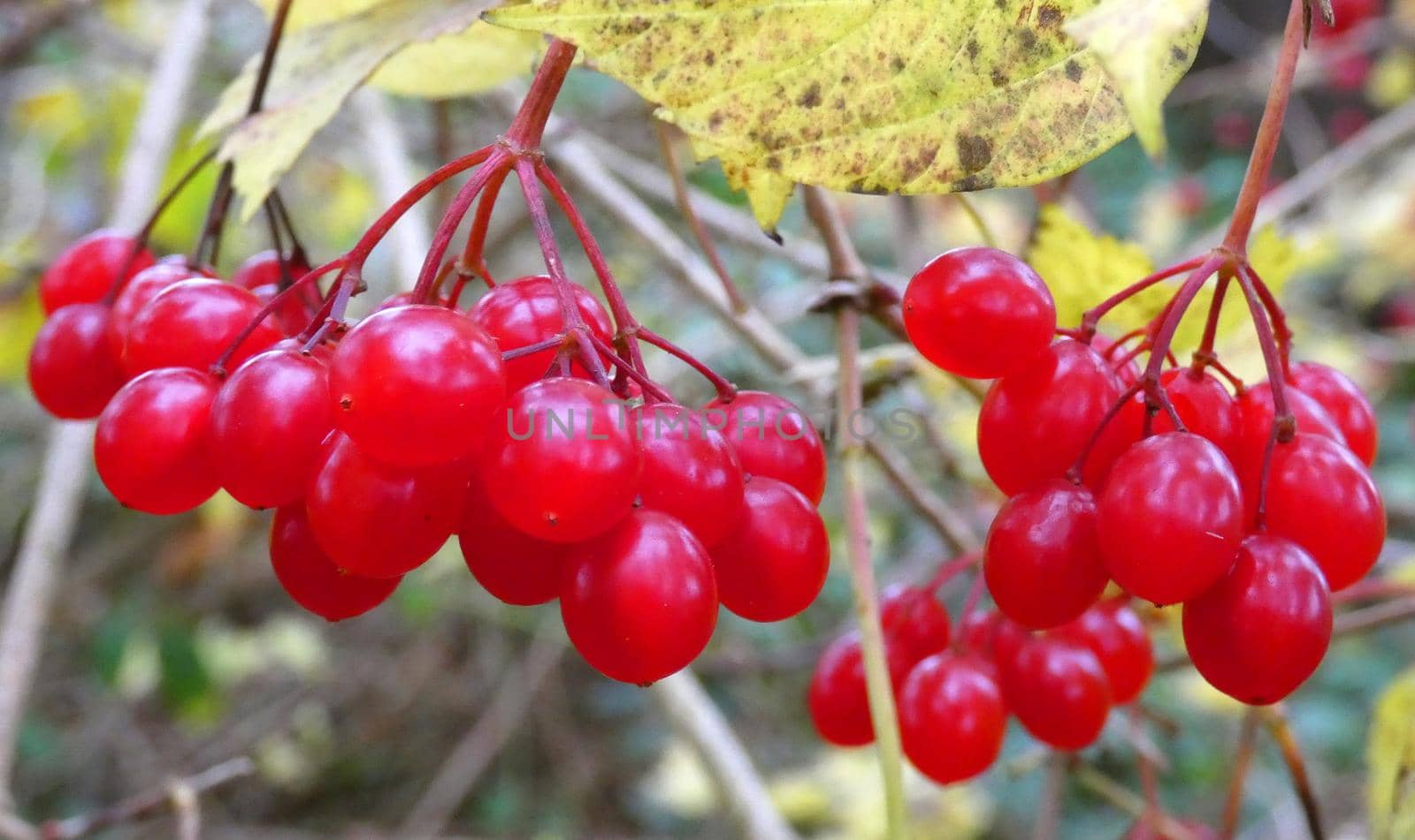 Red berries from a guelder-rose shrub in autumn