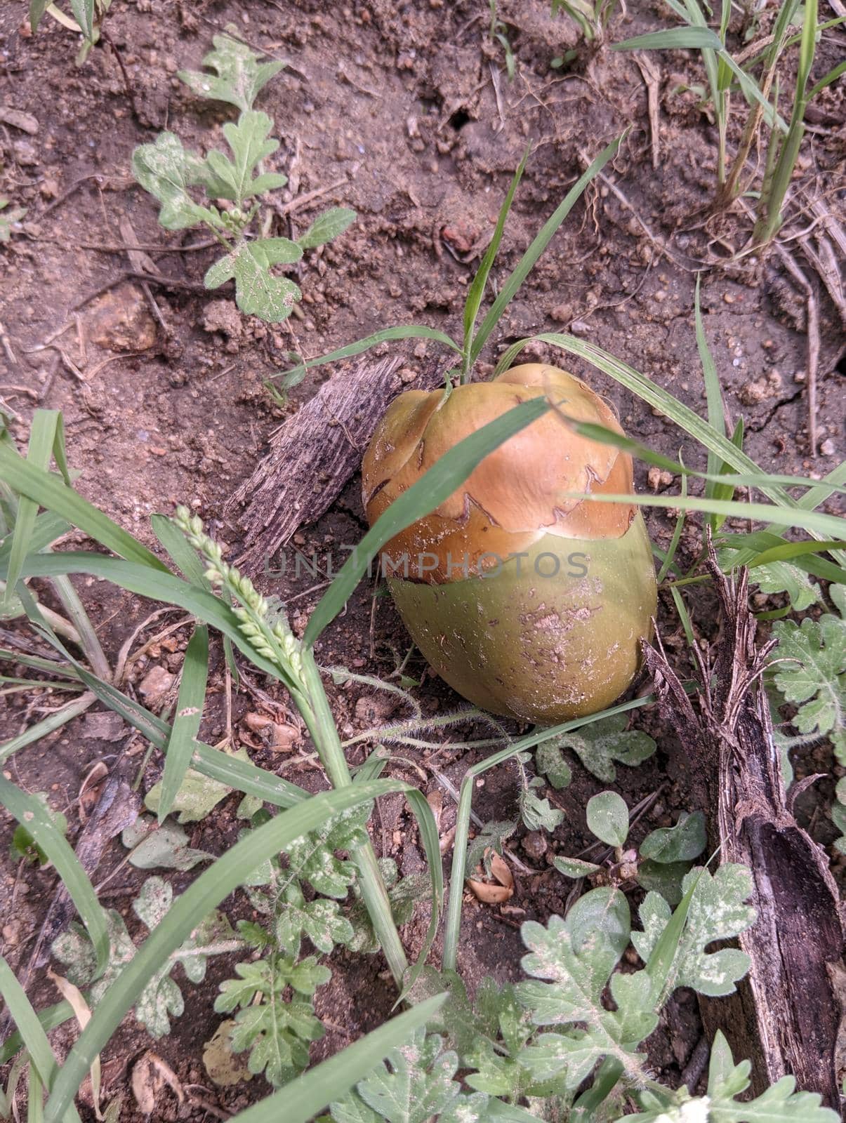 Finch of a coconut lying in the ground. fruit newly from the blossom