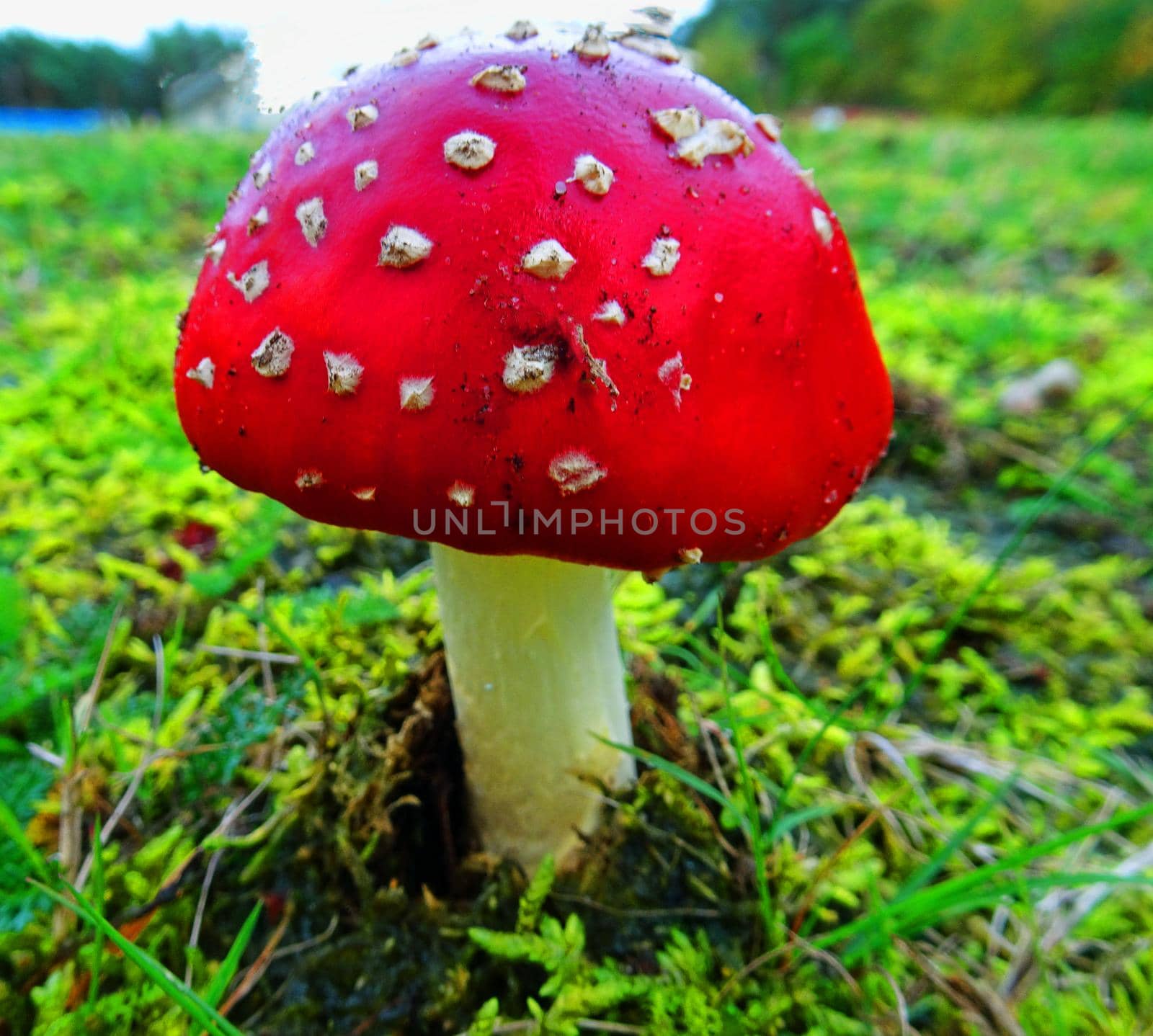 One fly agaric standing in a mossy surround