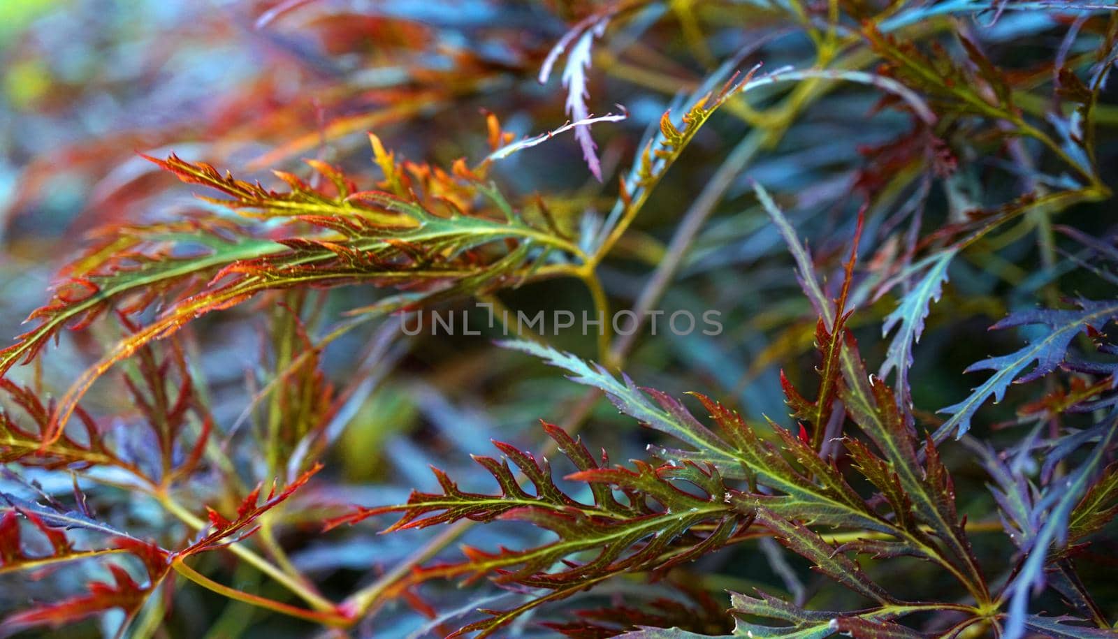 Green-red leaves of a Japanese maple cultivar shrub. 