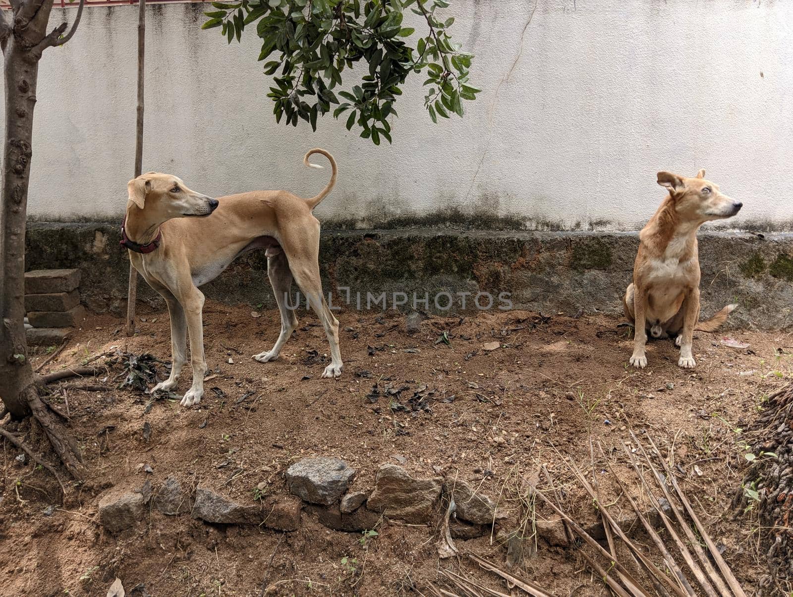 A native indian dog and chippiparai look at same direction.Two dogs looking at the same direction
