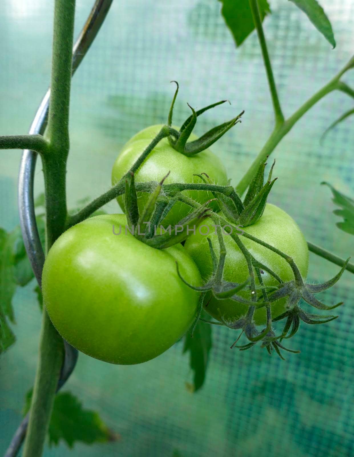 Green unripe tomatoes on a tomato plant. The plant is in a vegetable garden and is tied to a twisted plant support
