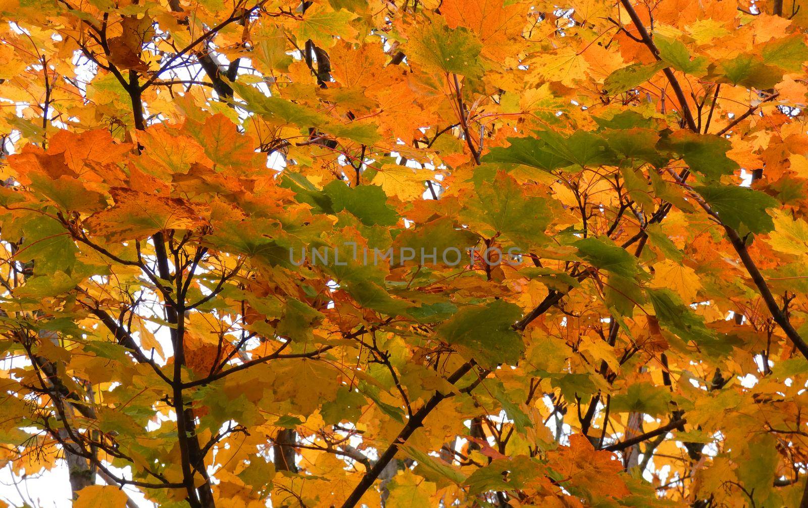 Norway maple with coloring leaves in autumn. Seen in Wilsum, Germany