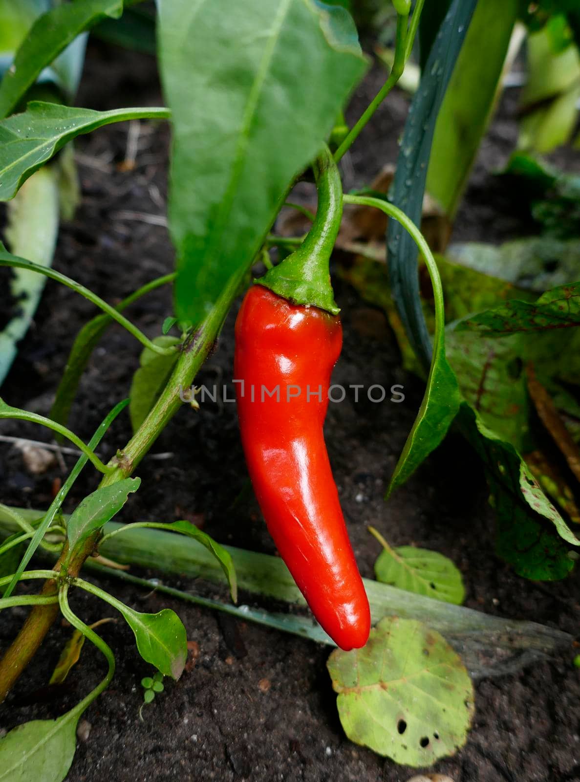 Ripe red chili pepper in a vegetable garden