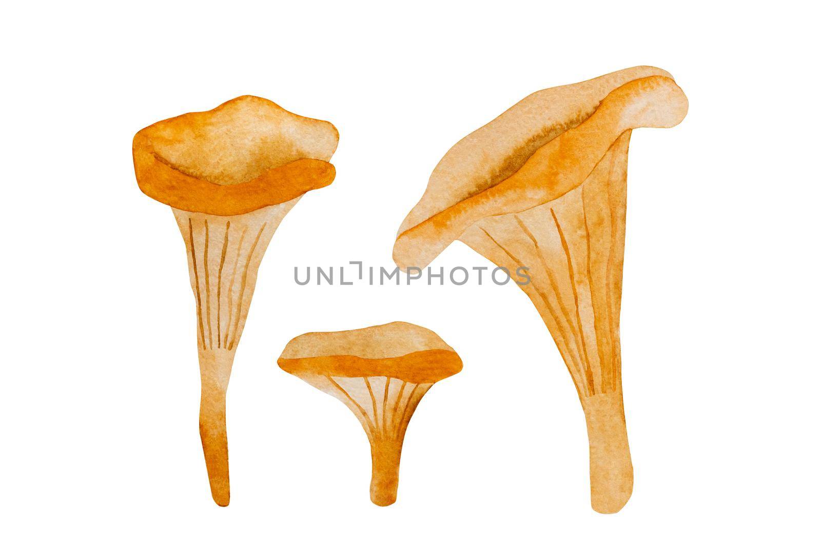Mushrooms watercolor illustration. Fall forest boletus chanterelle in aquarelle design