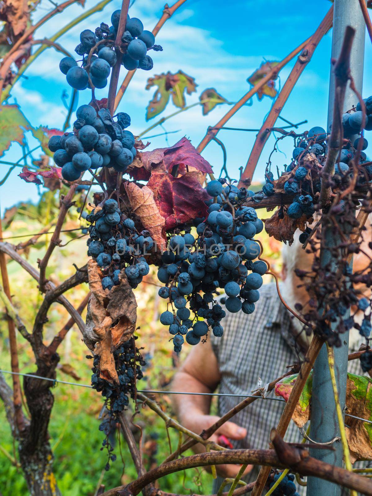 old bearded man harvesiting for wine production