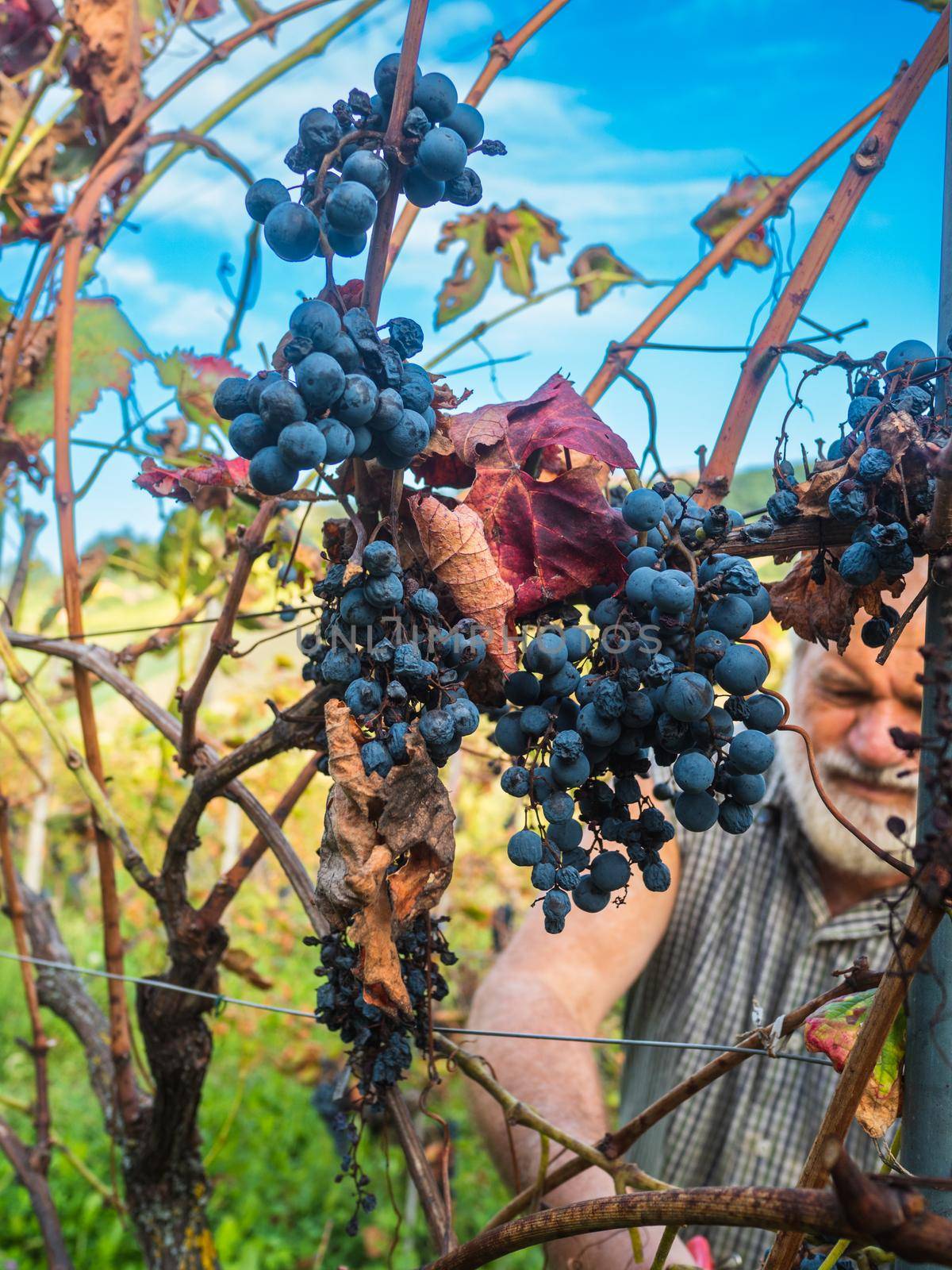 old bearded man harvesiting for wine production