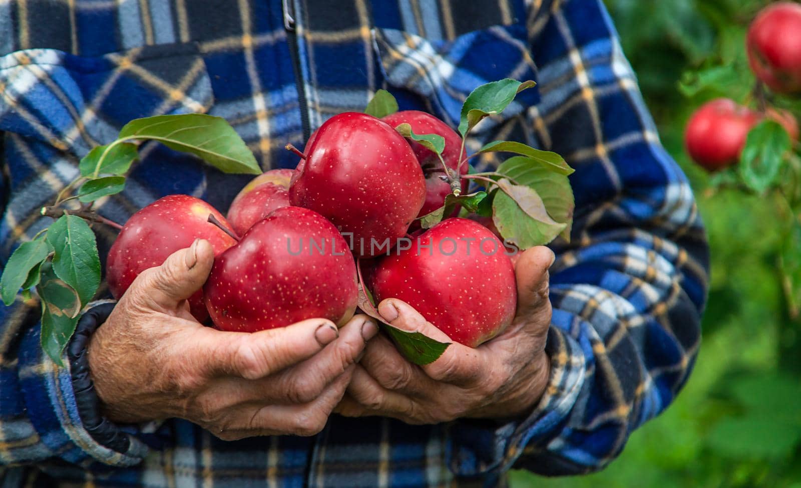 Grandmother harvests apples in the garden. Selective focus. by yanadjana