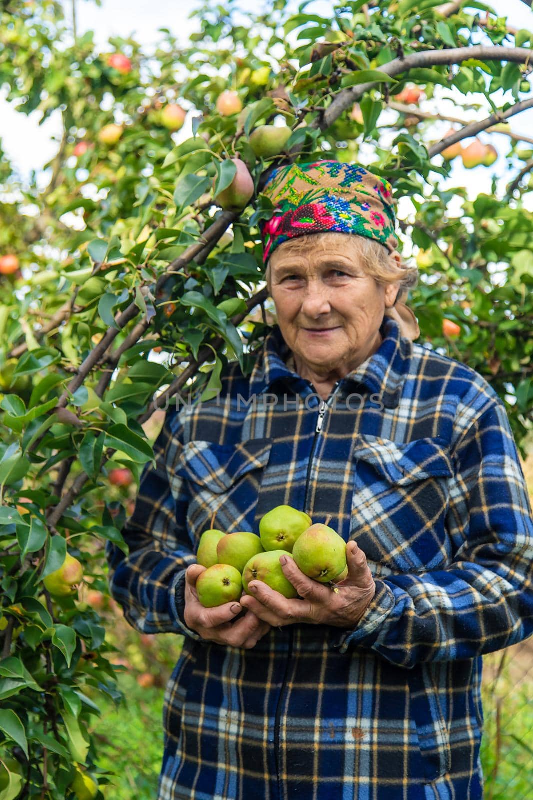 Grandmother harvests pears in the garden. Selective focus. by yanadjana