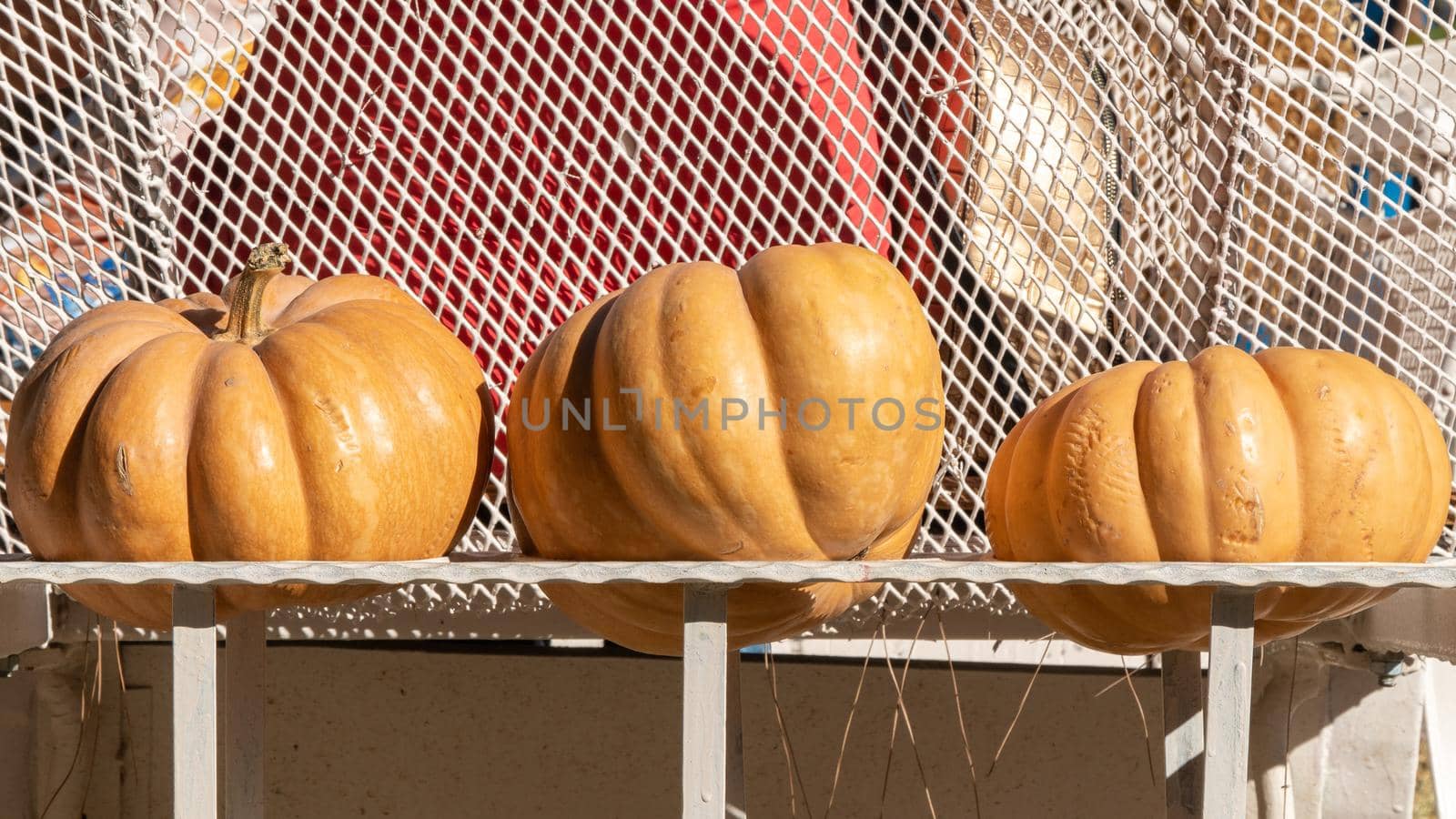 Three pumpkins on a white stand, autumn harvest. High quality photo
