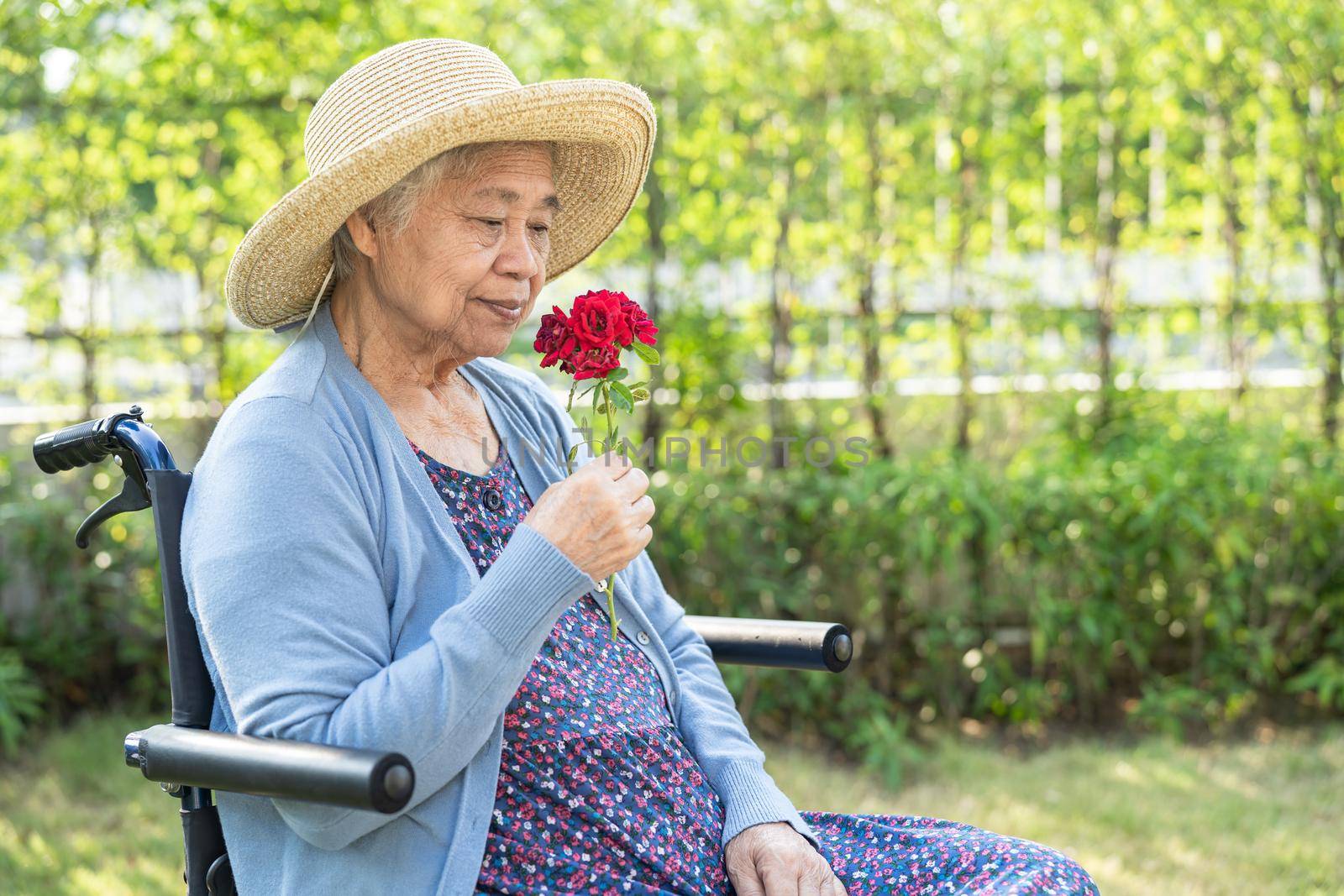 Asian senior or elderly old lady woman holding red rose on wheelchair in park. by pamai